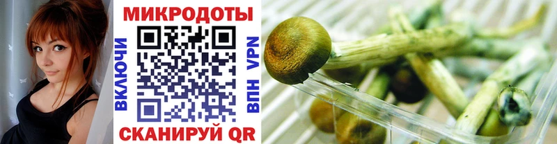 Купить где  Почеп  Галлюциногенные грибы Psilocybe 